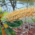 Grevillea gillivrayi flower picture by Richard Chesher (cc-by-sa)