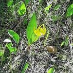 Erythronium grandiflorum flower picture by Mark Selle (cc-by-sa)