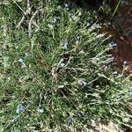 Lithodora hispidula flower picture by Anne Froger (cc-by-sa)