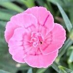 Dianthus gratianopolitanus flower picture by Sunset.in.hell (cc-by-sa)