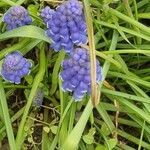 Muscari neglectum flower picture by fabrice beaufils (cc-by-sa)