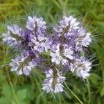 Phacelia tanacetifolia flower picture by Katia Atzenhoffer (cc-by-sa)