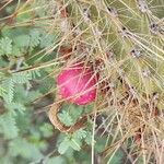 Cleistocactus baumannii fruit picture by Trap Hers (cc-by-sa)