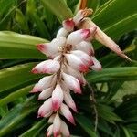 Alpinia zerumbet flower picture by Acevedo Aida (cc-by-sa)