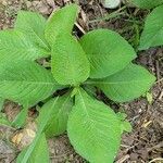 Elephantopus carolinianus leaf picture by Heather Hahn (cc-by-sa)