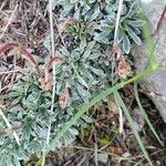 Saxifraga crustata leaf picture by Frank Sundermeyer (cc-by-sa)