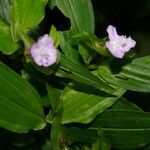 Tradescantia poelliae flower picture by Nelson Zamora Villalobos (cc-by-nc)