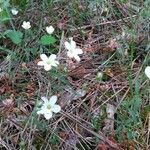 Arenaria montana habit picture by Stéphan PLAS (cc-by-sa)