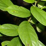 Drymonia rubra leaf picture by Nelson Zamora Villalobos (cc-by-nc)