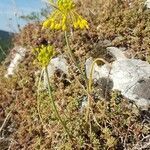 Allium flavum habit picture by Roman Cyrul (cc-by-sa)