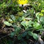 Hieracium maculatum habit picture by Alain Bigou (cc-by-sa)