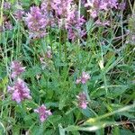 Betonica officinalis habit picture by Marlaguette (cc-by-sa)