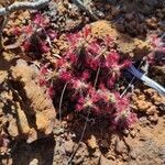 Drosera neocaledonica habit picture by Benoît Faivre (cc-by-sa)