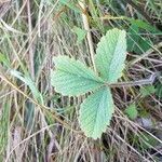 Potentilla sterilis leaf picture by Dani Wittig (cc-by-sa)