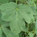 Abelmoschus esculentus leaf picture by Serge AKAGAH (cc-by-sa)