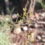 Bupleurum fruticescens fruit picture by Zornoza Carlos (cc-by-sa)