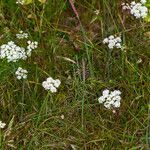 Oenanthe pimpinelloides habit picture by Martin Bishop (cc-by-sa)