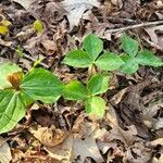 Trillium sessile habit picture by jimseng jimseng (cc-by-sa)