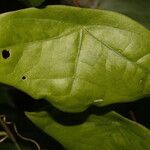 Passiflora megacoriacea leaf picture by Nelson Zamora Villalobos (cc-by-nc)