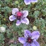 Nigella hispanica flower picture by José Manuel Bustillos (cc-by-sa)