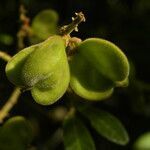 Cupania guatemalensis fruit picture by Nelson Zamora Villalobos (cc-by-nc)