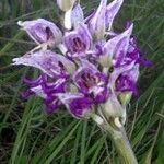 Orchis simia flower picture by stéphanie georget (cc-by-sa)