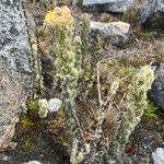 Monticalia guicanensis habit picture by Fabien Anthelme (cc-by-sa)