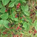 Rubus canadensis habit picture by Filip Arndt (cc-by-sa)