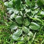 Bellis perennis leaf picture by sir_alex (cc-by-sa)