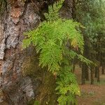 Davallia canariensis habit picture by Sylvain Piry (cc-by-sa)