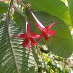 Fuchsia boliviana flower picture by felice Tosetti (cc-by-sa)