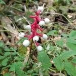 Actaea pachypoda fruit picture by Hannah Prokop (cc-by-sa)