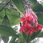 Fuchsia boliviana flower picture by Paipilla Camila (cc-by-sa)