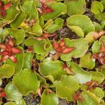 Salix herbacea fruit picture by Martin Bishop (cc-by-sa)