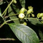 Coussarea caroliana fruit picture by Nelson Zamora Villalobos (cc-by-nc)