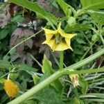 Physalis philadelphica flower picture by martinez eleazar (cc-by-sa)