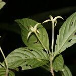 Chomelia tenuiflora flower picture by Nelson Zamora Villalobos (cc-by-nc)