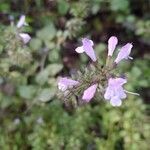 Clinopodium nepeta flower picture by Blanca Antonio (cc-by-sa)