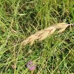 Bromus secalinus leaf picture by Gustave Tartempion (cc-by-sa)