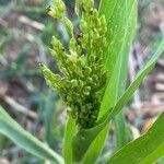 Panicum miliaceum flower picture by Gilles Istin (cc-by-sa)