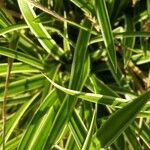 Carex morrowii leaf picture by Gert Heggerick (cc-by-sa)