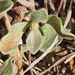 Sericocomopsis pallida leaf picture by susan brown (cc-by-sa)