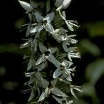 Coutoubea spicata flower picture by Daniel Barthelemy (cc-by-nc)