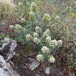 Echium giganteum flower picture by pacheco albania (cc-by-sa)