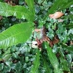 Asplenium scolopendrium leaf picture by Brendan Borne (cc-by-sa)