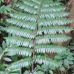 Cyathea arborea leaf picture by Daniel Barthelemy (cc-by-sa)