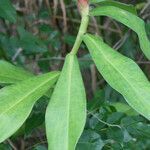 Costus spiralis habit picture by R. Tournebize (cc-by-sa)