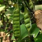 Bauhinia acuminata fruit picture by Prasanta Hembram (cc-by-sa)