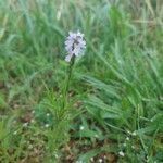 Verbena simplex flower picture by Lara Lara Hill (cc-by-sa)