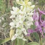 Orchis laeta flower picture by KARIM MERABTI (cc-by-sa)